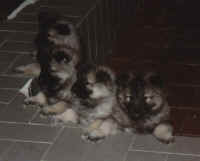 Spitz5.jpg (25833 byte)