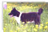amanda01.jpg (71658 byte)