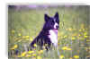 amoretto01.jpg (58711 byte)