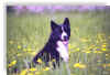 amoretto02.jpg (64136 byte)