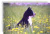 amoretto03.jpg (63381 byte)
