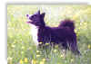 amoretto04.jpg (77321 byte)