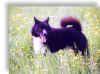 luky02.jpg (66791 byte)