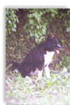 luky03.jpg (76117 byte)